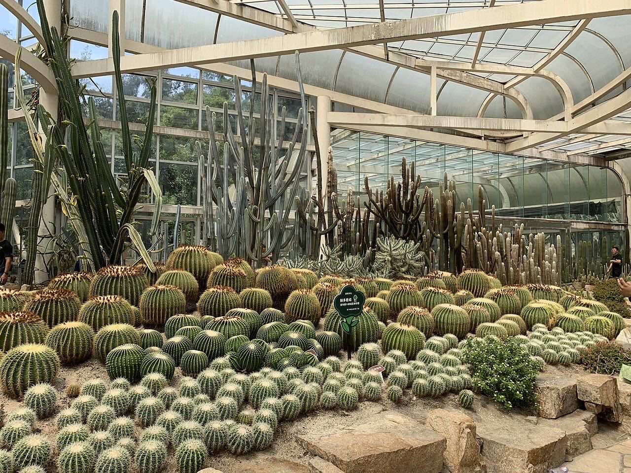 Cacti displayed inside Xiamen Botanical Garden's greenhouse