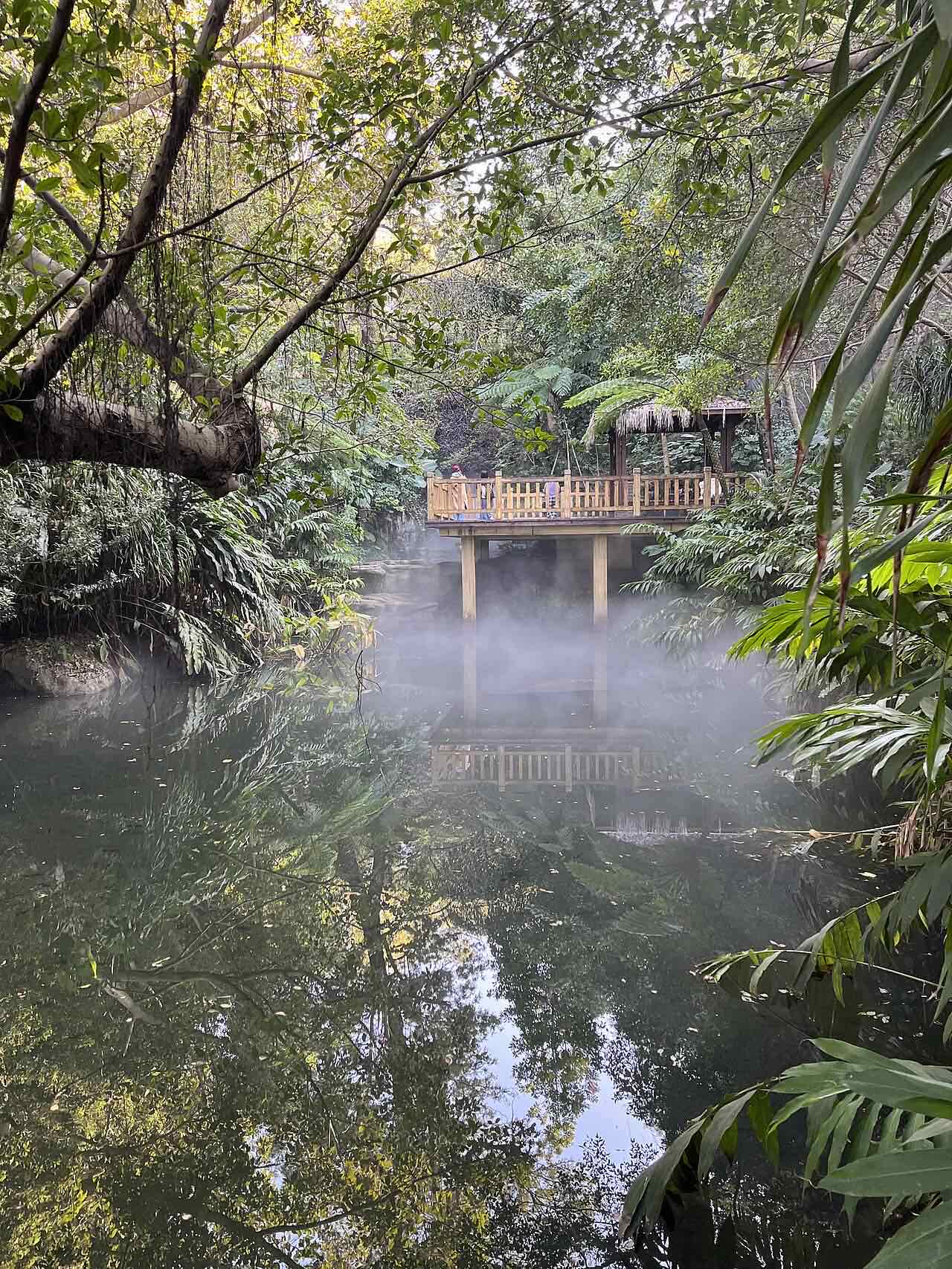 Mist drifting over a pond in the rainforest area of Xiamen Botanical Garden